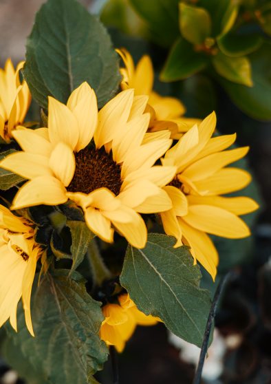 girasoli d'elia piante