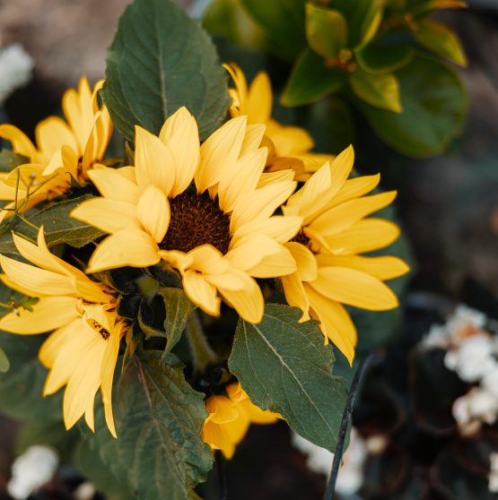girasoli d'elia piante