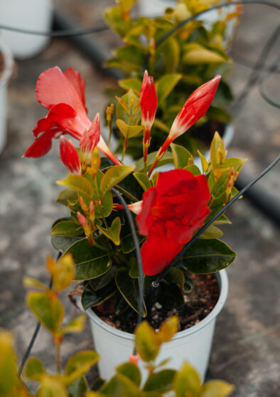 dipladenia d'elia piante