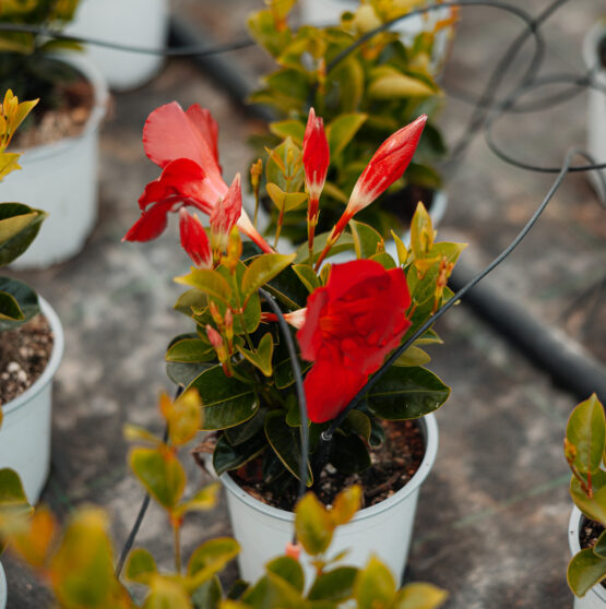 dipladenia d'elia piante