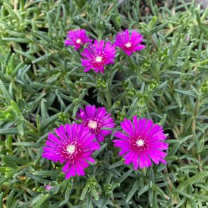 Lampranthus