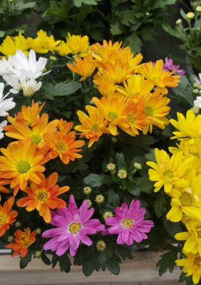 crisantemo d'elia piante