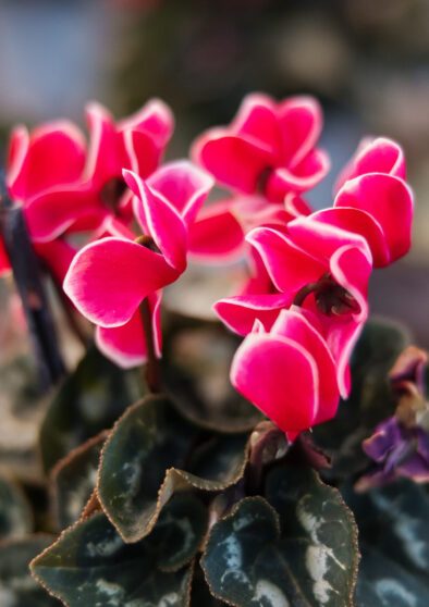 ciclamini d'elia piante