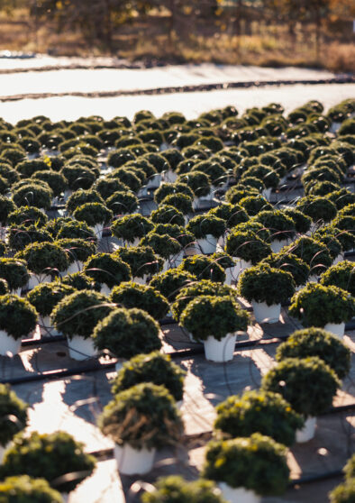 crisantemi colorati in fioritura autunnale