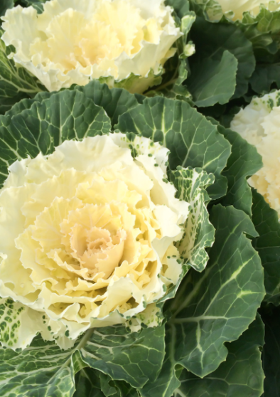 Brassica ornamentale