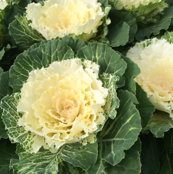 Brassica ornamentale