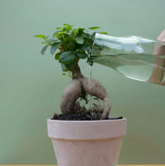 pianta di ginseng