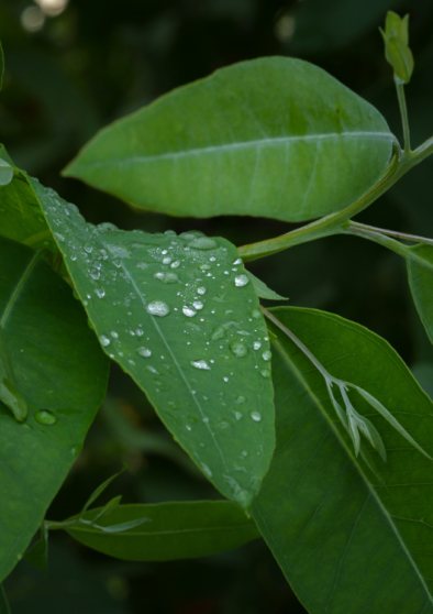 Eucalipto Mix: Usi, Proprietà Aromatiche e Applicazioni Professionali