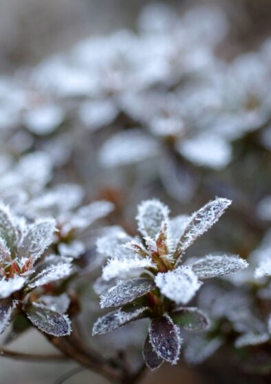 cura delle piante dopo le gelate notturne