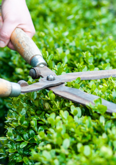 piante sempreverdi per giardino con siepi verdi e piante ornamentali
