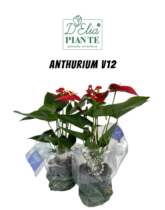 Anthurium V12