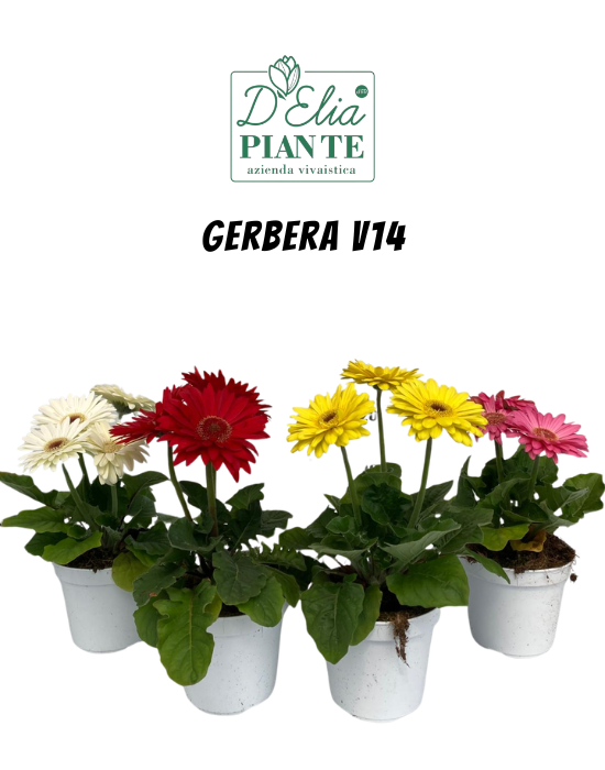 Gerbera V14 (4)
