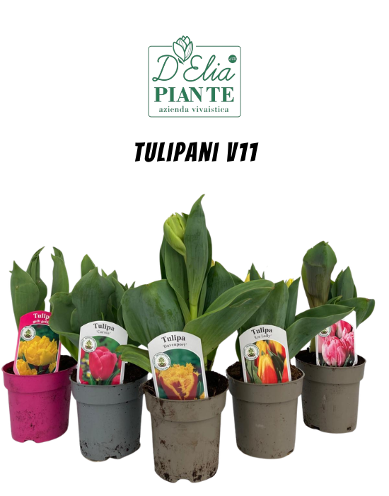 Tulipani V11
