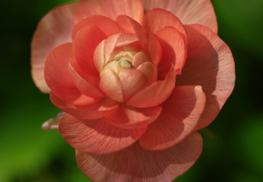 piante primaverili più richieste