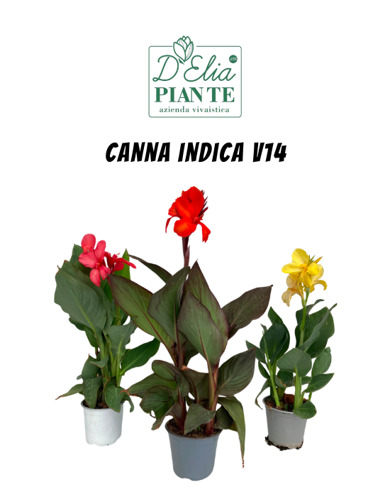 Canna indica v14 (4)