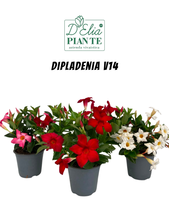Dipladenia v14 (4)
