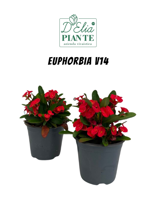 Euphorbia v14 (4)