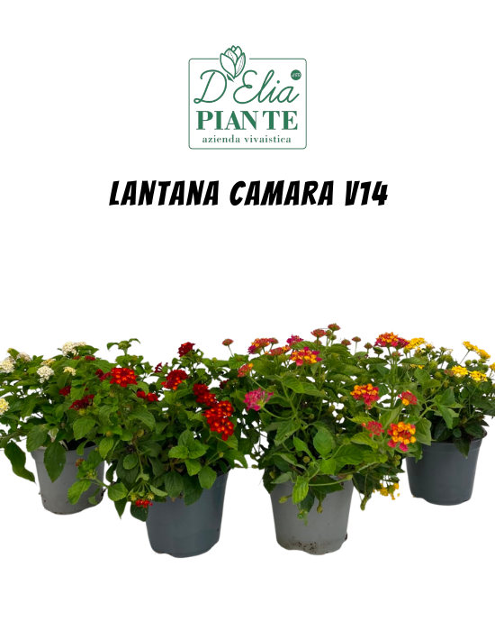 Lantana Camara v14 (5)