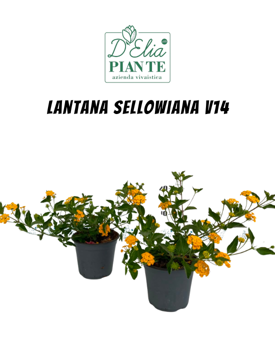 Lantana sellowiana v14 (10)
