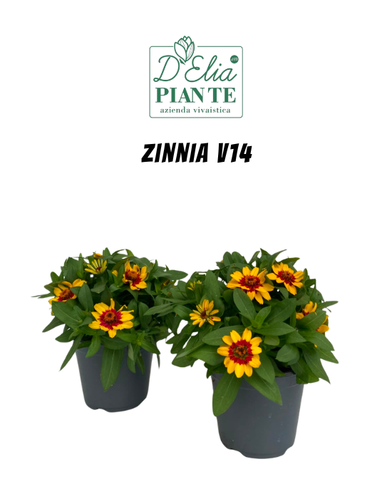 Zinnia V14 (1)