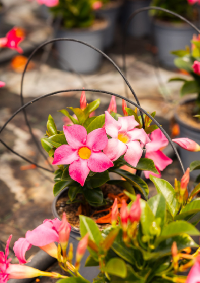Ordini autunnali per garden center con piante selezionate da D’Elia Piante