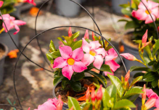 Ordini autunnali per garden center con piante selezionate da D’Elia Piante