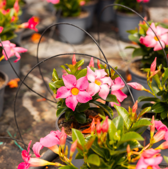 Ordini autunnali per garden center con piante selezionate da D’Elia Piante