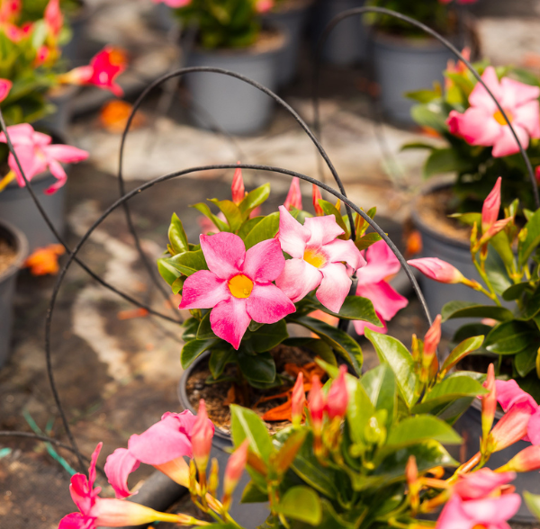 Ordini autunnali per garden center con piante selezionate da D’Elia Piante