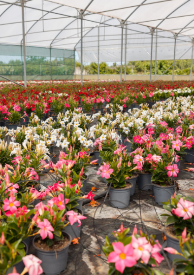 Vivaio Leverano D’Elia Piante con produzione di piante per garden center e rivenditori