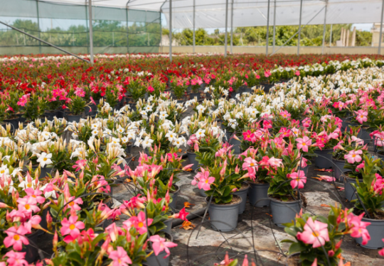 Vivaio Leverano D’Elia Piante con produzione di piante per garden center e rivenditori