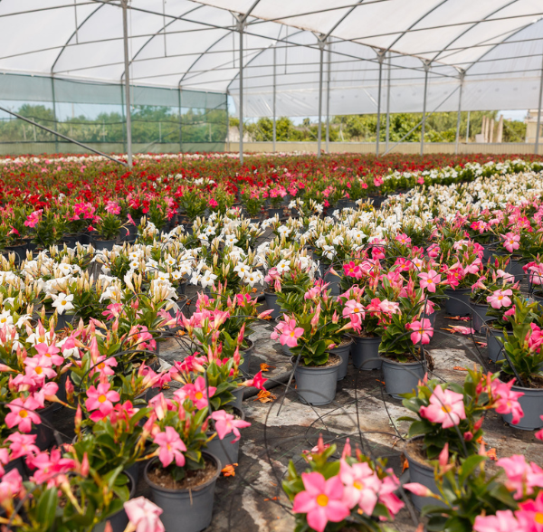 Vivaio Leverano D’Elia Piante con produzione di piante per garden center e rivenditori