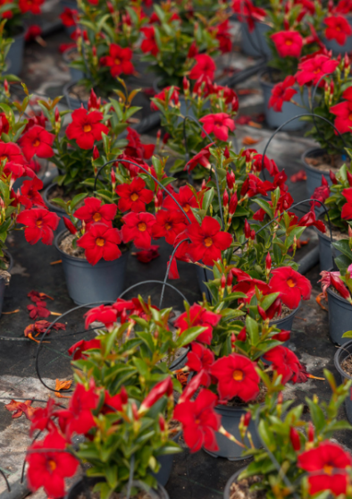 Piante più redditizie per un garden center