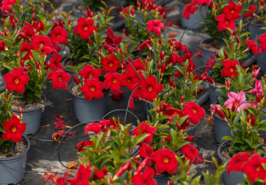 Piante più redditizie per un garden center