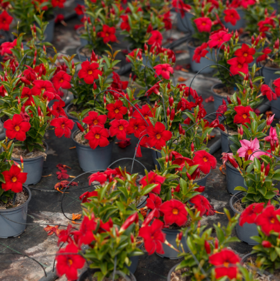 Piante più redditizie per un garden center
