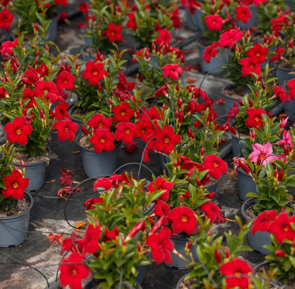 Piante più redditizie per un garden center